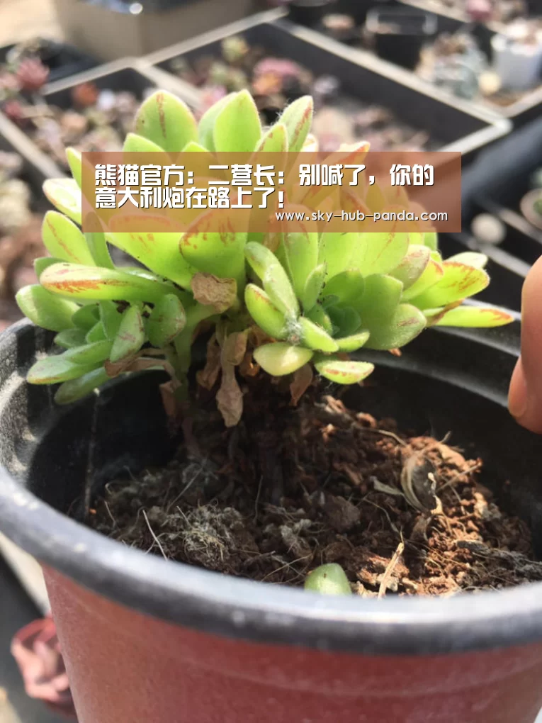 熊猫官方:二营长:别喊了,你的意大利炮在路上了!(图3) 熊猫官方