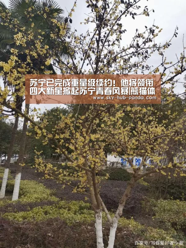 熊猫体育